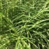 Miscanthus Sinensis Little Zebra