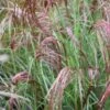 Miscanthus Sinensis Red Cloud -Eco Nest Store MiscanthussinensisRedCloud2