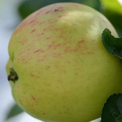 Apple Mrs Perry 3 Apple Mrs Perry