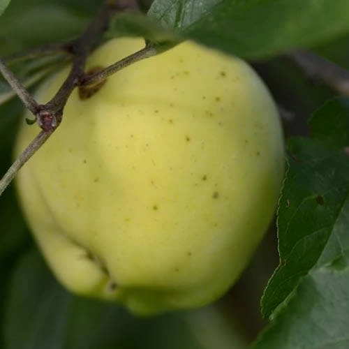 Apple Mrs Perry 5 Apple Mrs Perry - Image 3