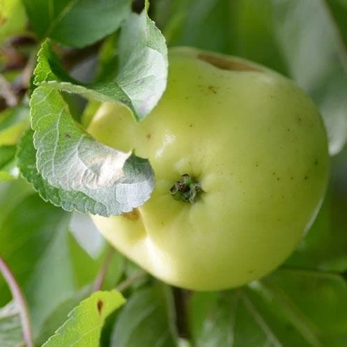 Apple Mrs Perry 6 Apple Mrs Perry - Image 4