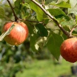 Apple Munster Tulip -Eco Nest Store Munster Tulip A03