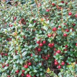 Myrtus Ugni Red Devil -Eco Nest Store Myrtus ugni02 3456a341 ec54 4c89 8d39 c2d55d6430cc