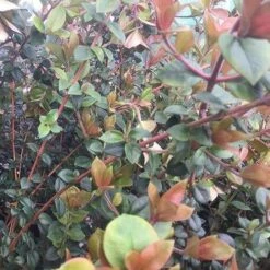 Myrtus Ugni Red Devil -Eco Nest Store Myrtus ugni06 8d90a547 5fa8 4da1 b273 16fa9056240d