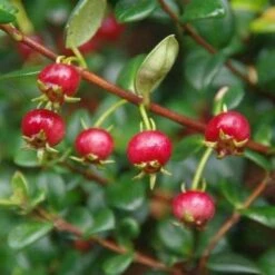 Myrtus Ugni Red Devil -Eco Nest Store Myrtus ugni Kapow 2 4785919d 1368 43b9 9697 dc978885c6f8