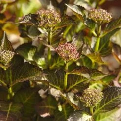 Hydrangea Macrophylla Red Angel Purple 5 Hydrangea Macrophylla Red Angel Purple -Eco Nest Store NLK05558