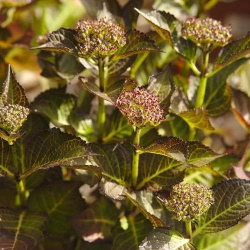 Hydrangea Macrophylla Red Angel Purple 4 Hydrangea Macrophylla Red Angel Purple - Image 2
