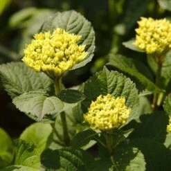 Hydrangea Macrophylla Candy Heart Blue -Eco Nest Store NLK05584