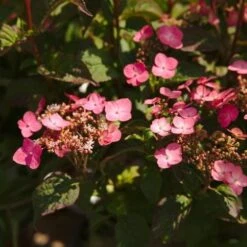 Hydrangea Serrata Mount Aso -Eco Nest Store NLK05648