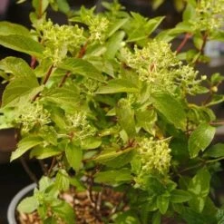 Hydrangea Paniculata Magical Andes -Eco Nest Store NLK05670