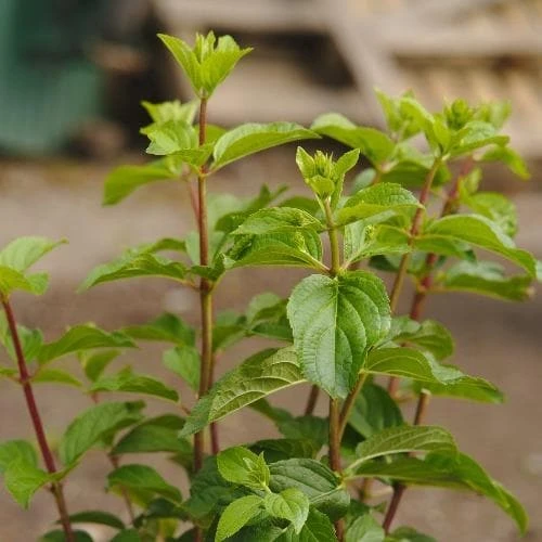 Hydrangea Paniculata Silver Dollar 5 Hydrangea Paniculata Silver Dollar - Image 3