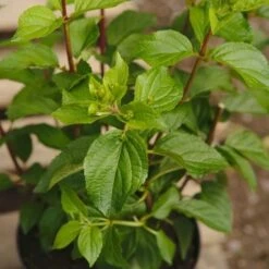 Hydrangea Paniculata Silver Dollar 9 Hydrangea Paniculata Silver Dollar -Eco Nest Store NLK05678