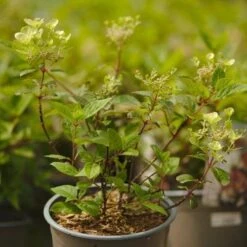 Hydrangea Paniculata Early Sensation -Eco Nest Store NLK05687