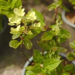 Hydrangea Paniculata Early Sensation -Eco Nest Store NLK05688