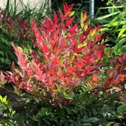 Nandina Domestica Obsessed -Eco Nest Store Nandina domestica Obsessed 02