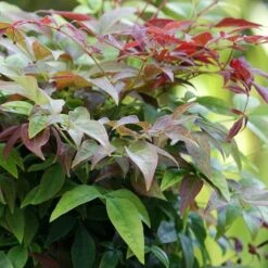 Nandina Domestica Obsessed -Eco Nest Store Nandina domestica Obsessed 03