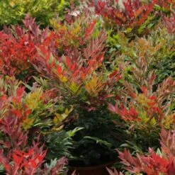 Nandina Domestica Obsessed -Eco Nest Store Nandina domestica Obsessed 04