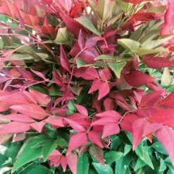 Nandina Domestica Obsessed -Eco Nest Store Nandina domestica Obsessed 07