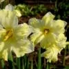 Daffodil Cassata -Eco Nest Store Narcissus Cassata 02