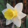 Daffodil Finland 1 Daffodil Finland -Eco Nest Store Narcissus Finland 01