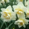 Daffodil White Lion -Eco Nest Store Narcissus White Lion 06