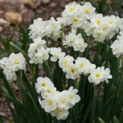 Daffodil Winston Churchill -Eco Nest Store Narcissus Winston Churchill 02