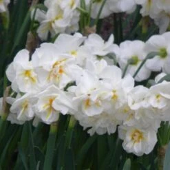 Daffodil Winston Churchill -Eco Nest Store Narcissus Winston Churchill 03