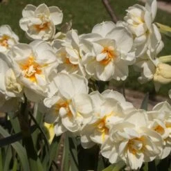 Daffodil Winston Churchill -Eco Nest Store Narcissus Winston Churchill 04