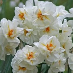 Daffodil Winston Churchill -Eco Nest Store Narcissus Winston Churchill 05