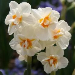 Daffodil Winston Churchill -Eco Nest Store Narcissus Winston Churchill 06