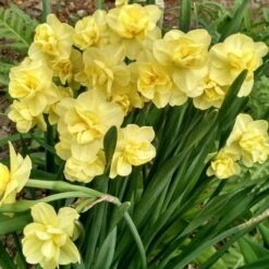 Daffodil Yellow Cheerfulness -Eco Nest Store Narcissus Yellow Cheerfulness 01