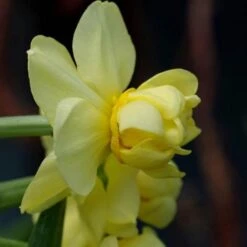 Daffodil Yellow Cheerfulness -Eco Nest Store Narcissus Yellow Cheerfulness 02