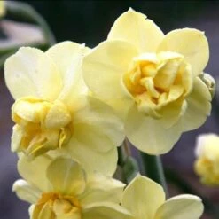 Daffodil Yellow Cheerfulness -Eco Nest Store Narcissus Yellow Cheerfulness 03