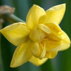 Daffodil Yellow Cheerfulness -Eco Nest Store Narcissus Yellow Cheerfulness 04
