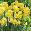Daffodil Yellow Cheerfulness -Eco Nest Store Narcissus Yellow Cheerfulness 05