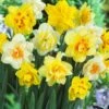 Daffodil - Mixed Double -Eco Nest Store Narcissus double mixed 02