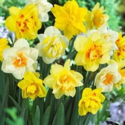 Daffodil - Mixed Double
