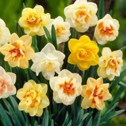 Daffodil - Mixed Double -Eco Nest Store Narcissus double mixed 03