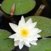 Nymphaea Alba - Native White Waterlily -Eco Nest Store Nymphaea alba 01