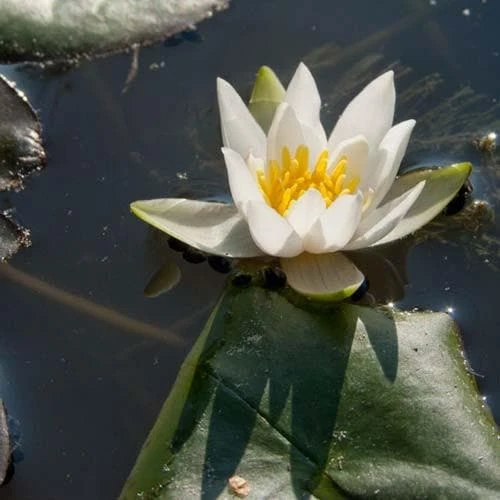 Nymphaea Pygmaea Alba - Miniature Waterlily 3 Nymphaea Pygmaea Alba - Miniature Waterlily