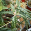 Olearia X Mollis Zennorensis -Eco Nest Store OleariaZennorensis
