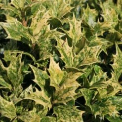 Osmanthus Heterophyllus Goshiki 10 Osmanthus Heterophyllus Goshiki -Eco Nest Store Osmanthus het Goshiki 03