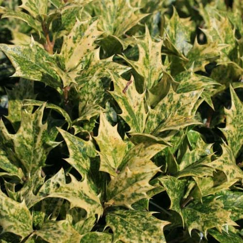 Osmanthus Heterophyllus Goshiki 5 Osmanthus Heterophyllus Goshiki - Image 3