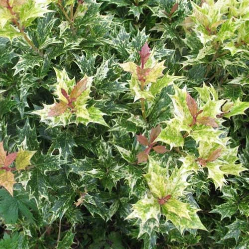 Osmanthus Heterophyllus Goshiki 6 Osmanthus Heterophyllus Goshiki - Image 4