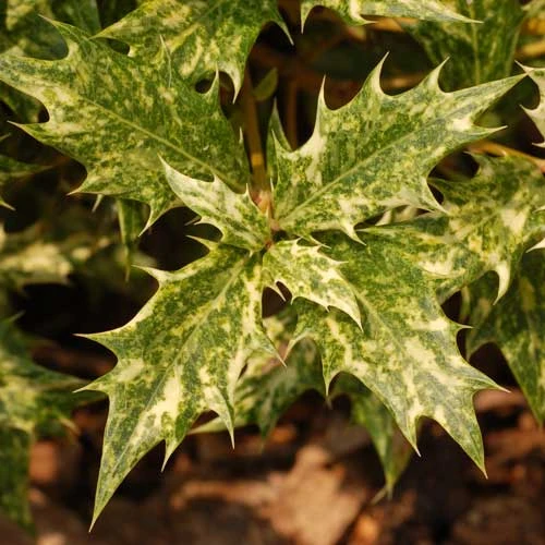 Osmanthus Heterophyllus Goshiki 7 Osmanthus Heterophyllus Goshiki - Image 5