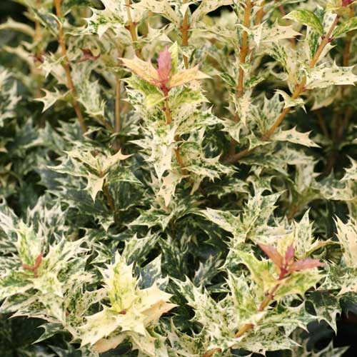 Osmanthus Heterophyllus Goshiki 8 Osmanthus Heterophyllus Goshiki - Image 6