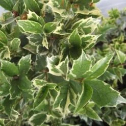 Osmanthus Heterophyllus Variegatus -Eco Nest Store Osmanthus het. Variegata 02 cb811e46 5460 4b4f 8647 0354ff70b149