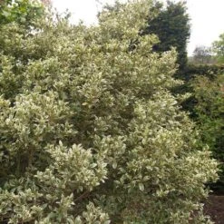 Osmanthus Heterophyllus Variegatus -Eco Nest Store Osmanthus heterophyllus Variegatus03 acc733fd ef9e 4b46 ba42 a2380c60007e