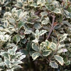 Osmanthus Heterophyllus Variegatus -Eco Nest Store Osmanthus heterophyllus Variegatus04 704509f5 3693 4194 998f 8b0ff8c30931