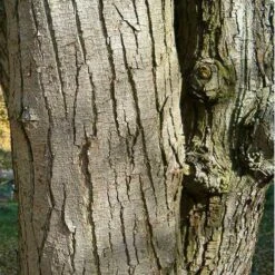 Ostrya Carpinifolia - Hop Hornbeam -Eco Nest Store Ostrya carpinifolia 03